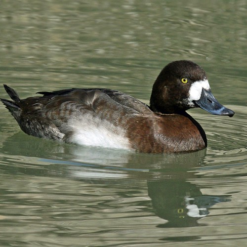 greater_scaup