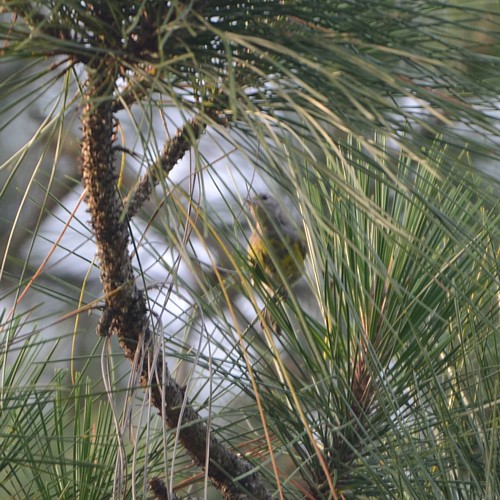 pine_warbler