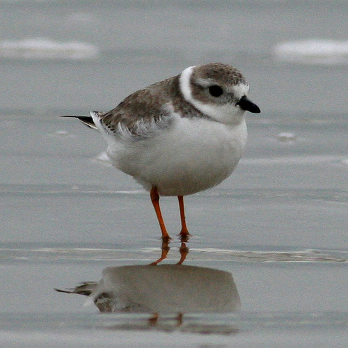 piping_plover