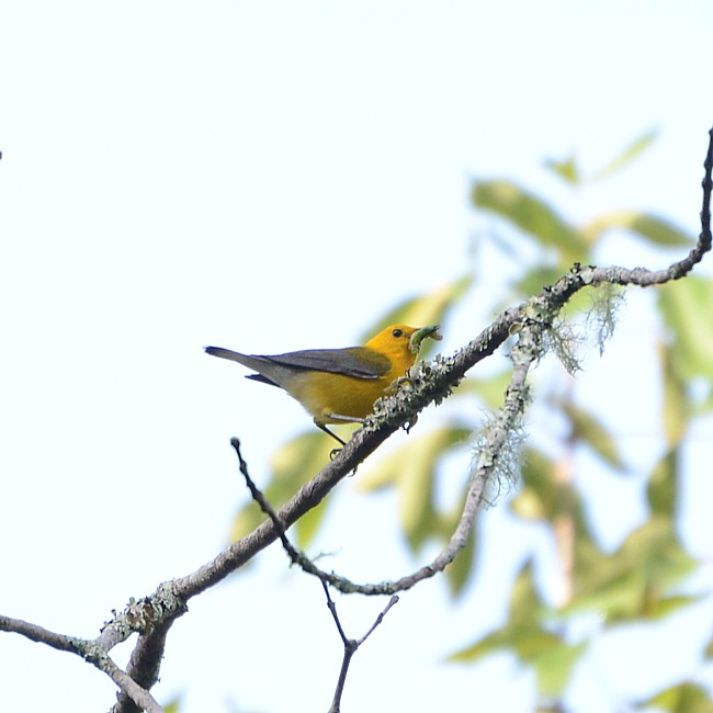 prothonotary_warbler
