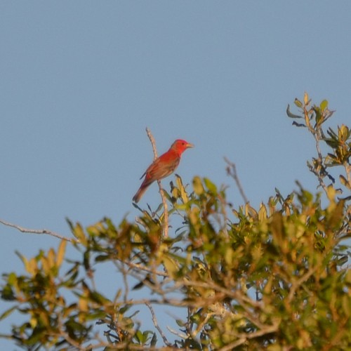 summer_tanager