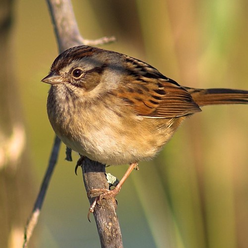 swamp_sparrow