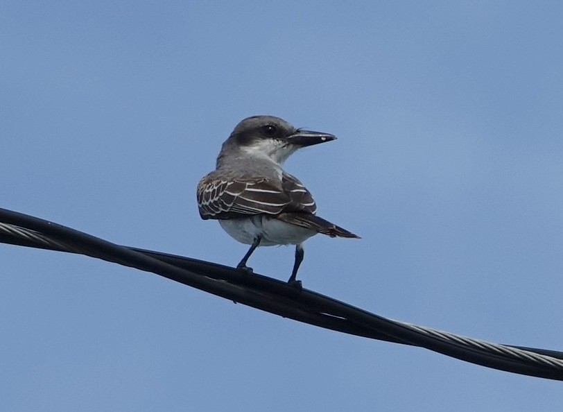 Gray Kingbird at Mayport Village