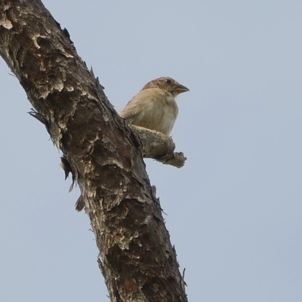 Bachman's Sparrow...
 NO PHOTO YET