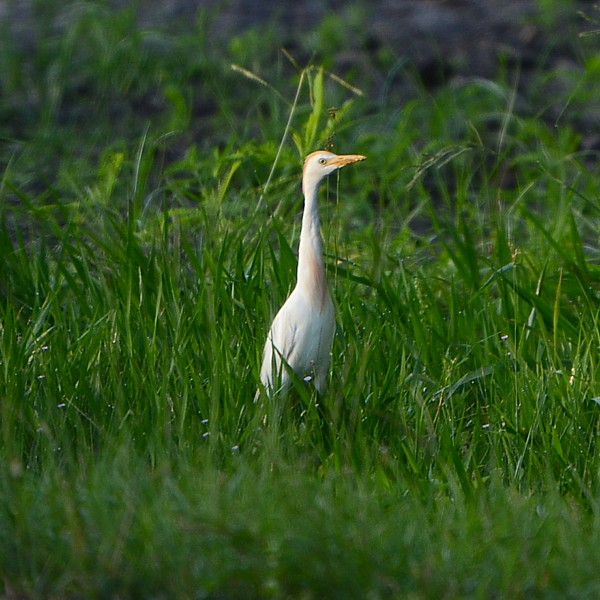 Cattle Egret...
 NO PHOTO YET