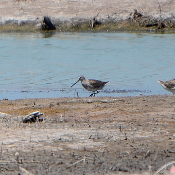 Long-billed Dowitcher...
 NO PHOTO YET