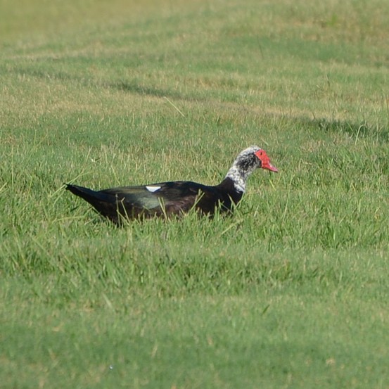 Muscovy Duck...
 NO PHOTO YET
