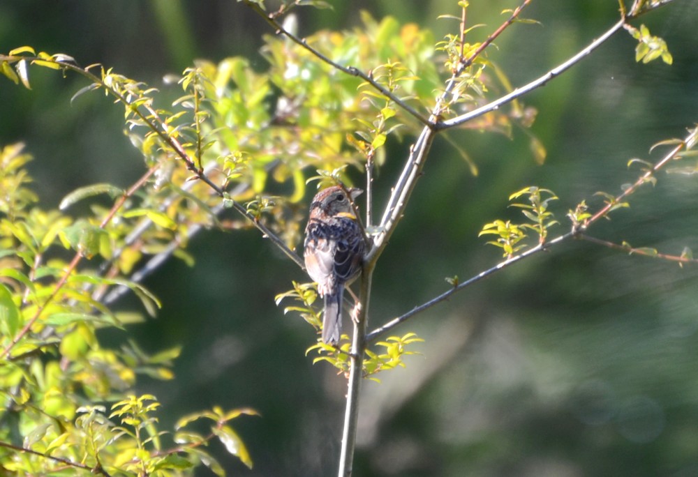 Bachman's Sparrow - 4-3-2015, Julington Creek Preserve