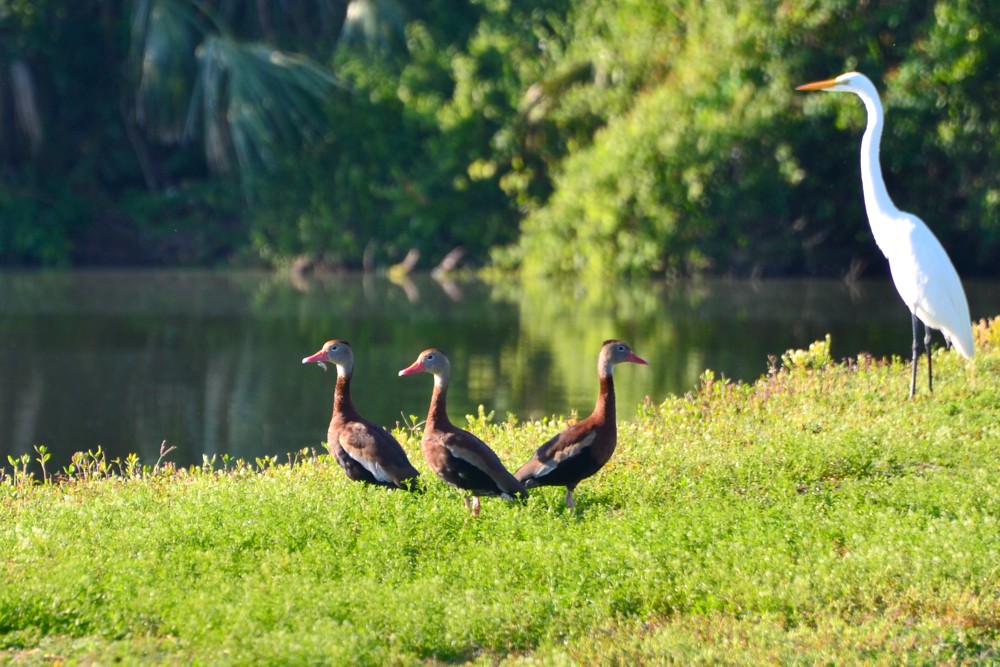 Black-bellied Whisteling Ducks