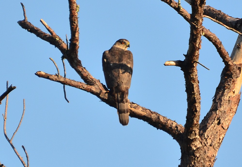 Cooper's Hawk 7-29-2015, Blue Cypress Park