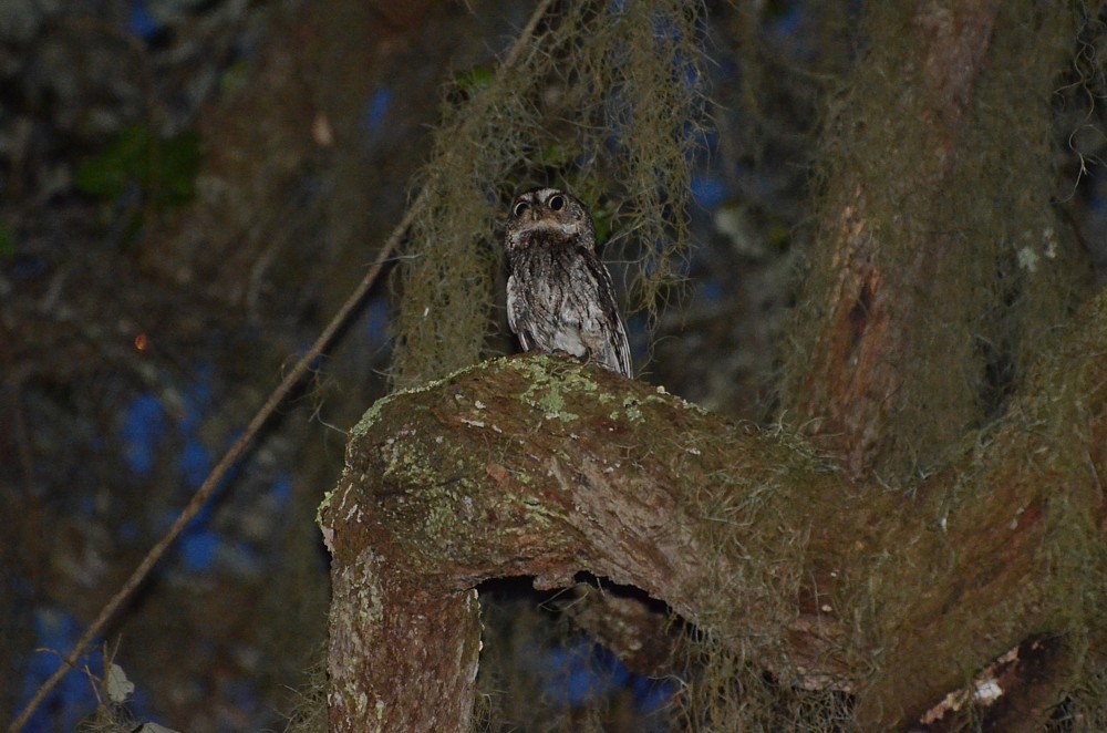 Eastern Screech-Owl, Fort George Island - June 20, 2015