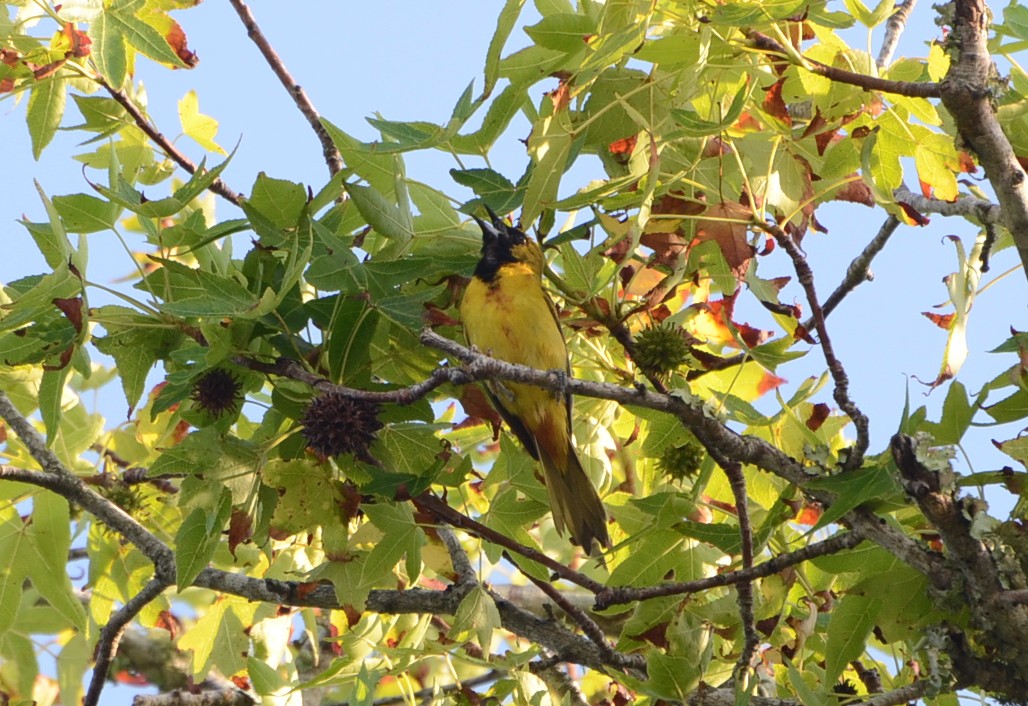 Orchard Oriole at Hanna Park - June 6, 2015