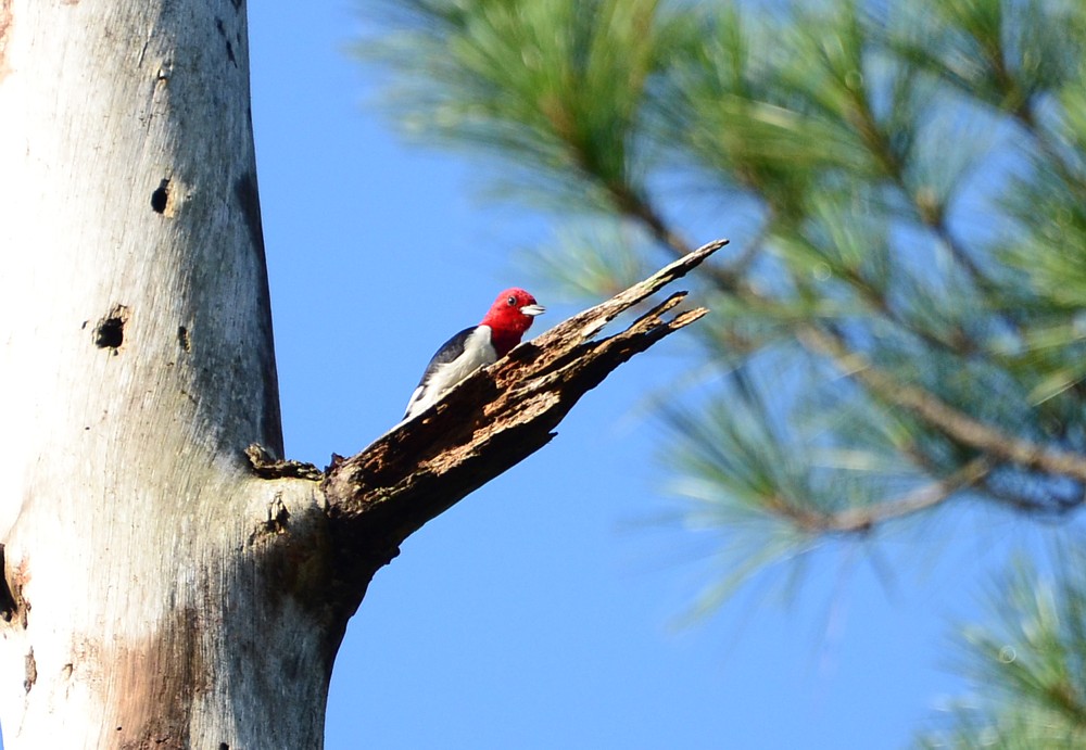 Red-headed Woodpecker 7-25-2015, Tayre Brown Regional Park