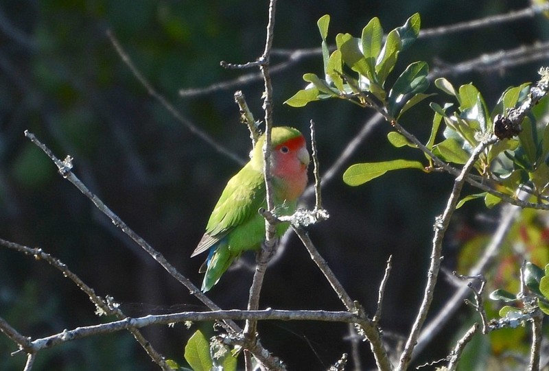 Rosy-faced Lovebird at Blue Cypress Park