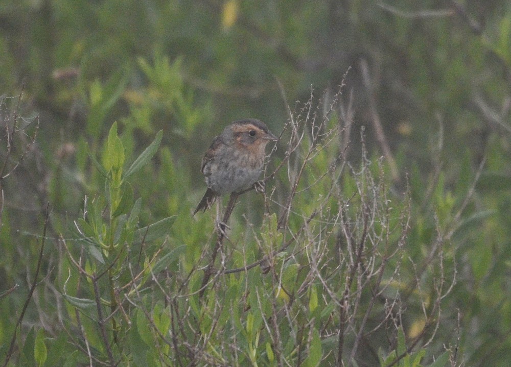 Saltmarsh Sparrow - 3-20-2015, Theodore Roosevelt Area