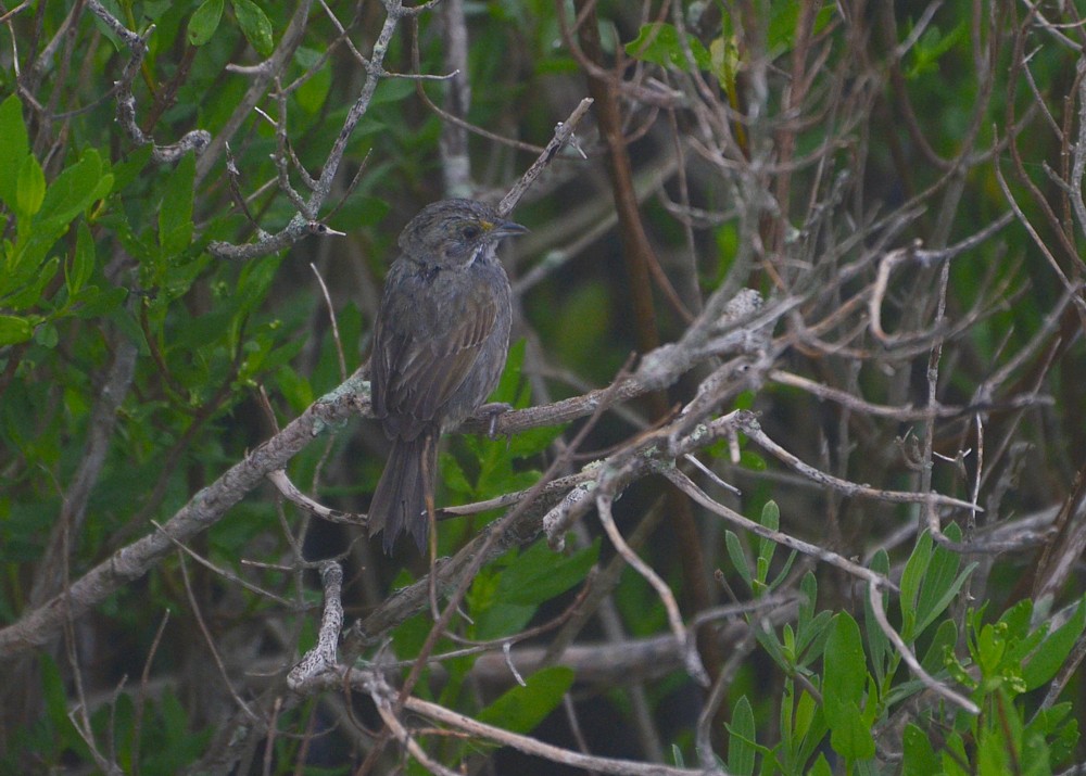 Seaside Sparrow - 3-20-2015, Theodore Roosevelt Area