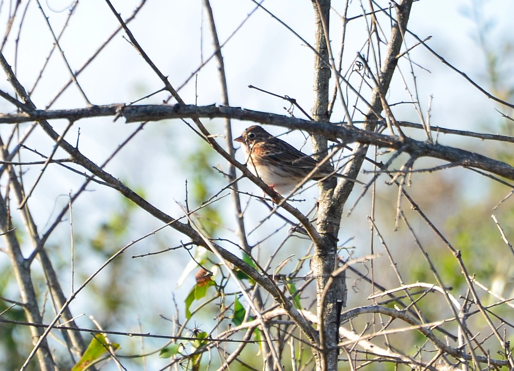 Vesper Sparrow, Eastport Wasteland