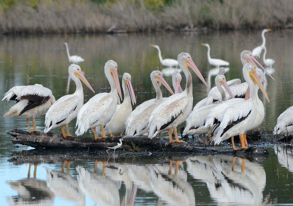 Black-necked Stilt with White Pelicans