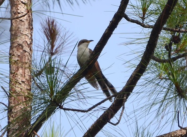Yellow-billed Cuckoo - 6-29-2015, Seaton Creek Preserve